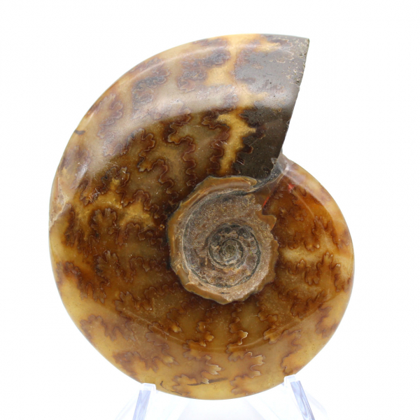 Ammonite naturale fossile