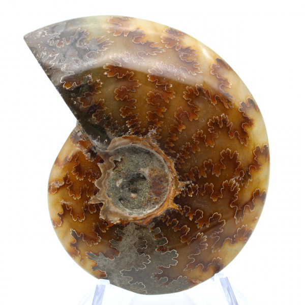 Ammonite lucida