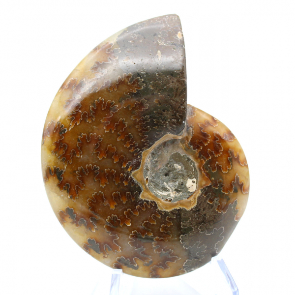 Ammonite lucida