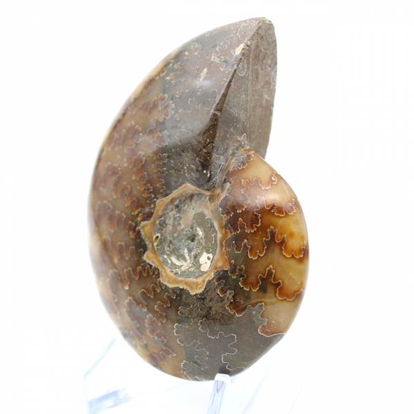 Ammonite lucida