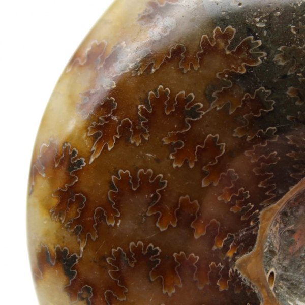 Ammonite lucida