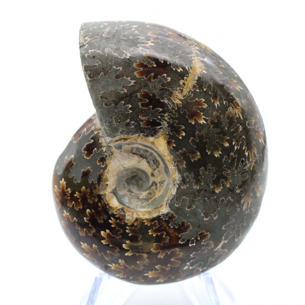 Ammonite lucida del Madagascar