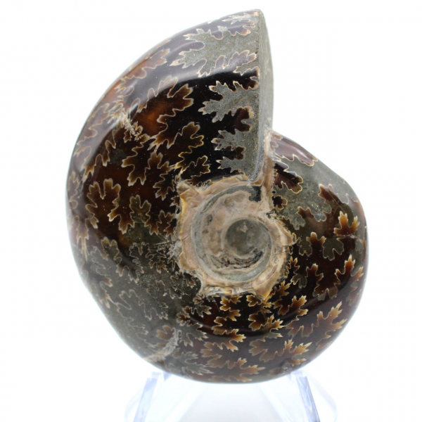 Ammonite lucida del Madagascar