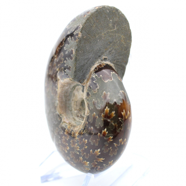 Ammonite lucida del Madagascar