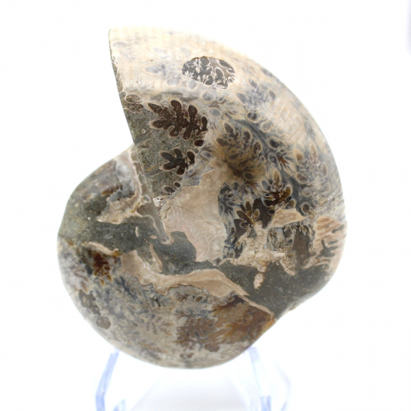 Ammonite fossile del Madagascar