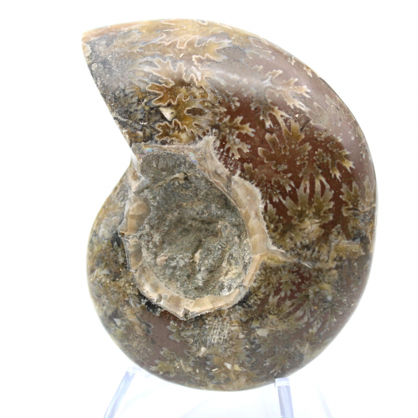 Fossile di ammonite pezzo unico