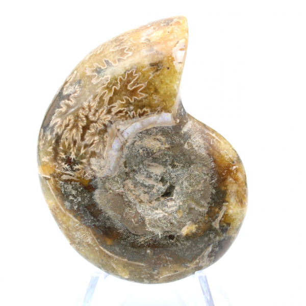 Fossile di ammonite pezzo unico