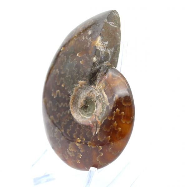 Ammonite