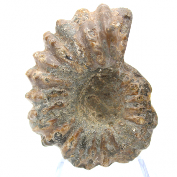 Ammonite