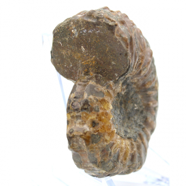 Ammonite