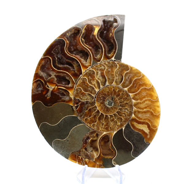 Ammonite naturale fossile