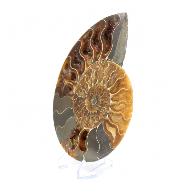 Ammonite naturale fossile