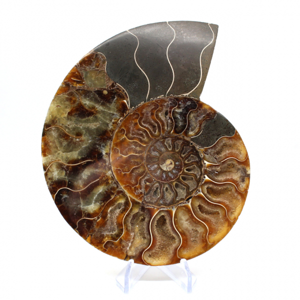 Fossile di ammonite pezzo unico