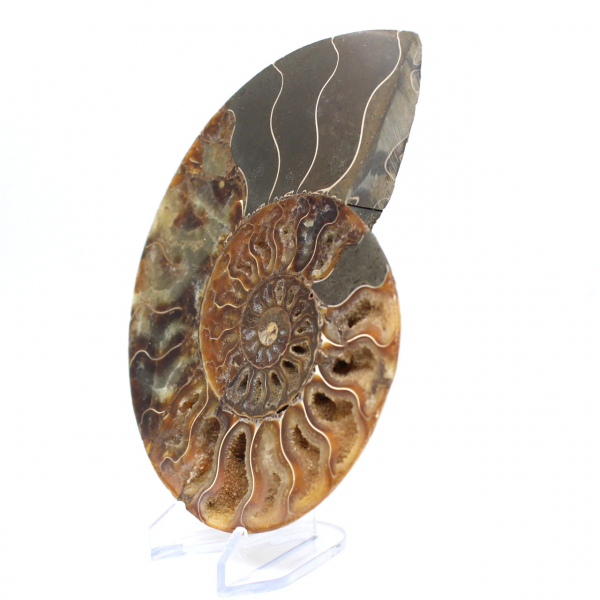 Fossile di ammonite pezzo unico