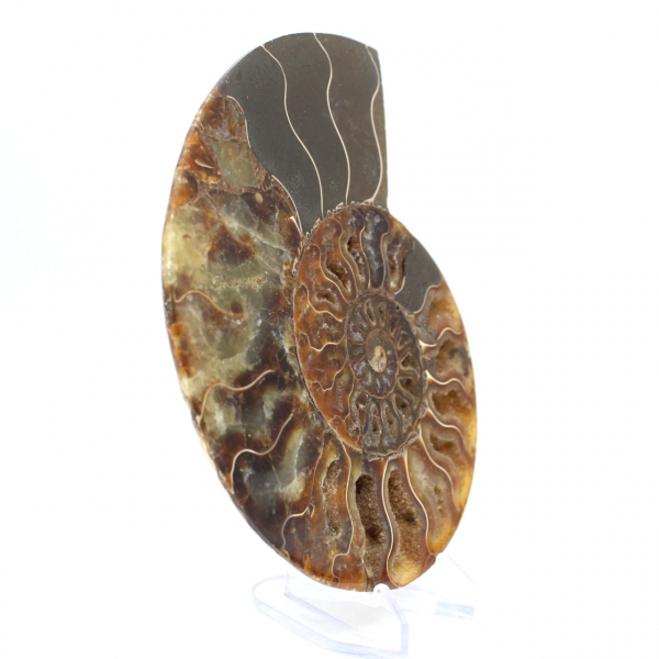 Fossile di ammonite pezzo unico