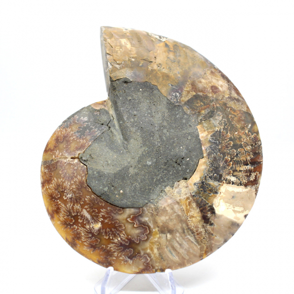 Fossile di ammonite pezzo unico