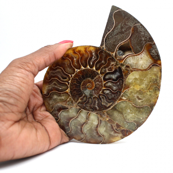 Ammonite segata lucida