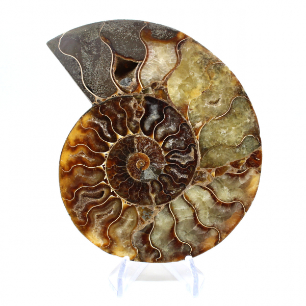 Ammonite segata lucida