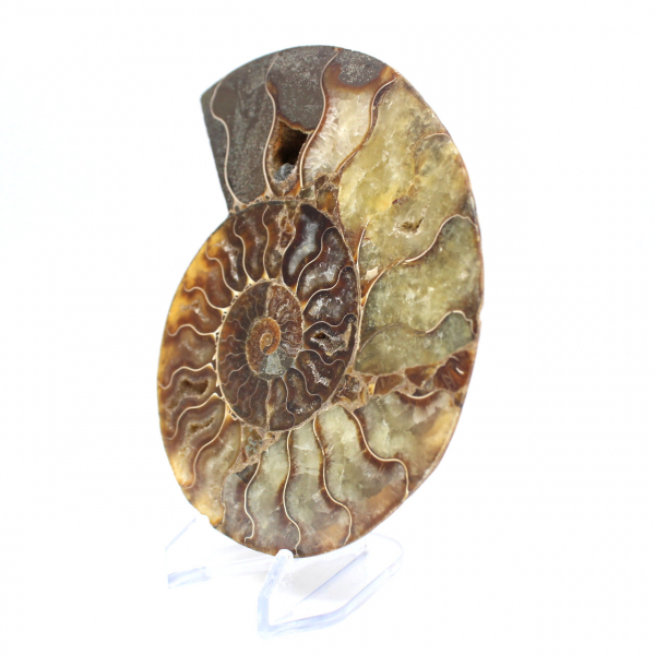 Ammonite segata lucida