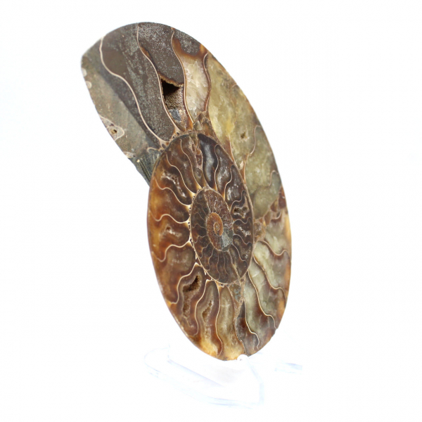 Ammonite segata lucida