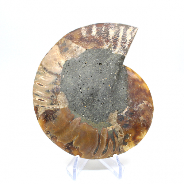 Ammonite segata lucida