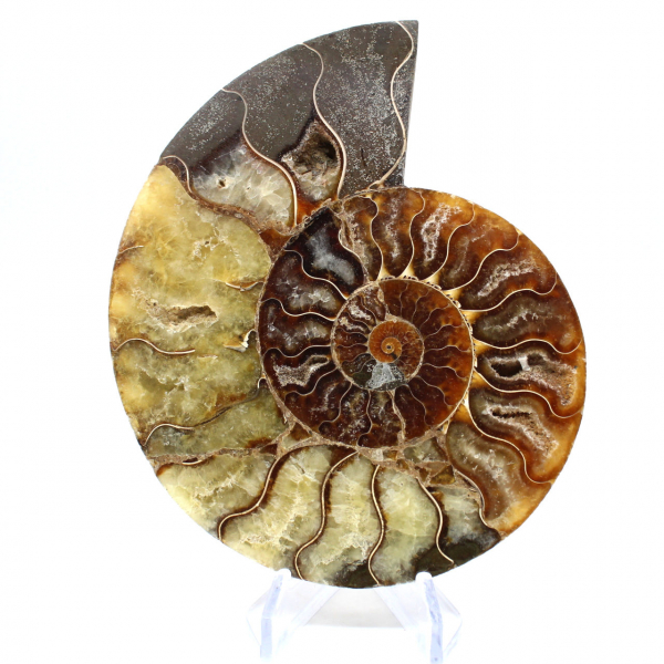 Ammonite fossilizzata lucida