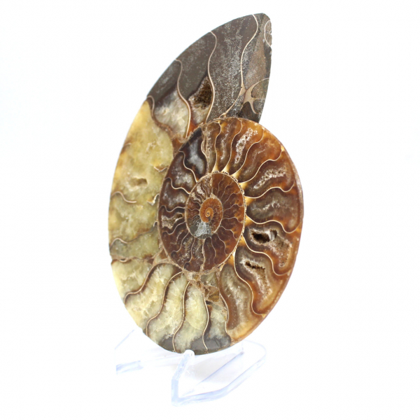 Ammonite fossilizzata lucida