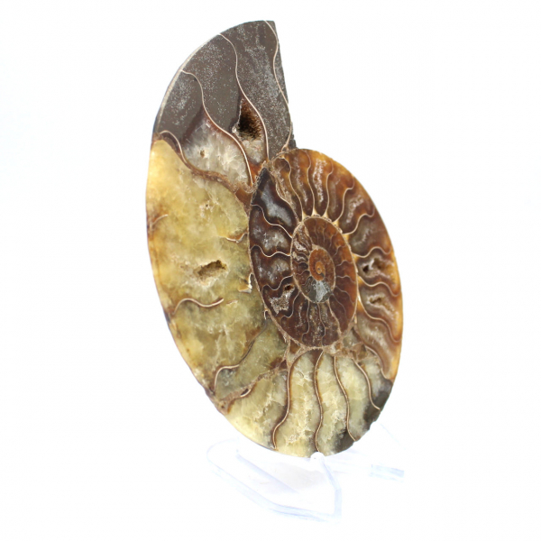 Ammonite fossilizzata lucida