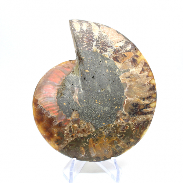 Ammonite fossilizzata lucida