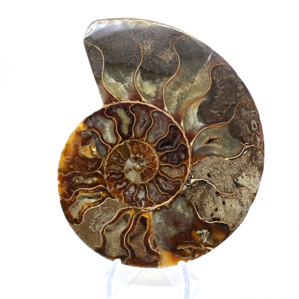 Ammonite naturale fossile