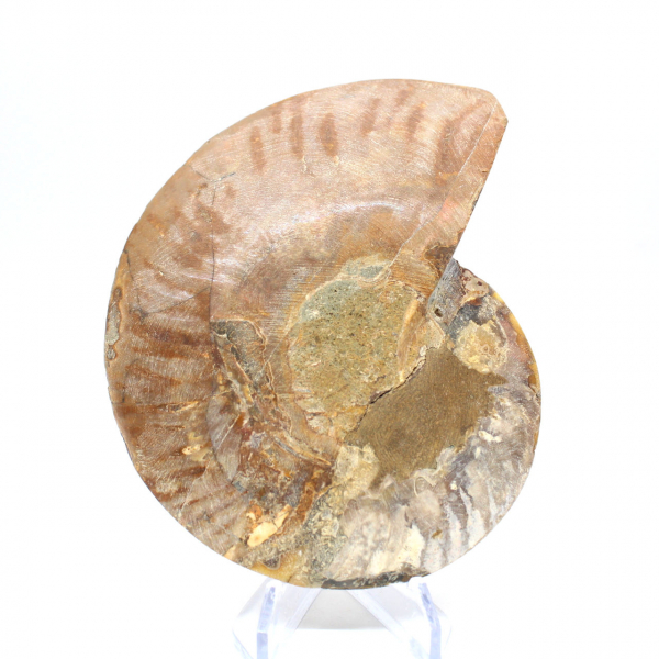 Ammonite naturale fossile