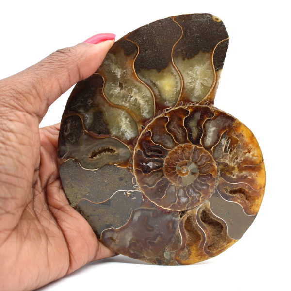 Fossile di ammonite lucidato