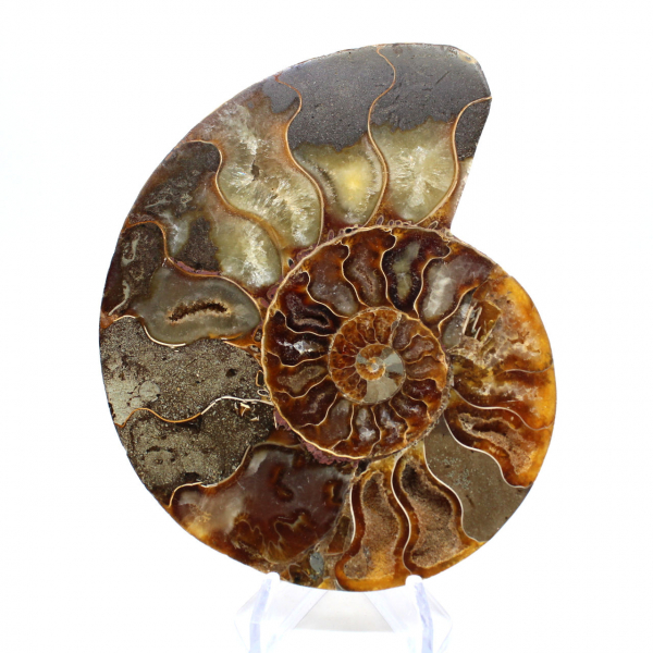 Fossile di ammonite lucidato