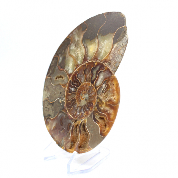 Fossile di ammonite lucidato