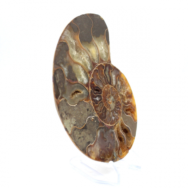 Fossile di ammonite lucidato