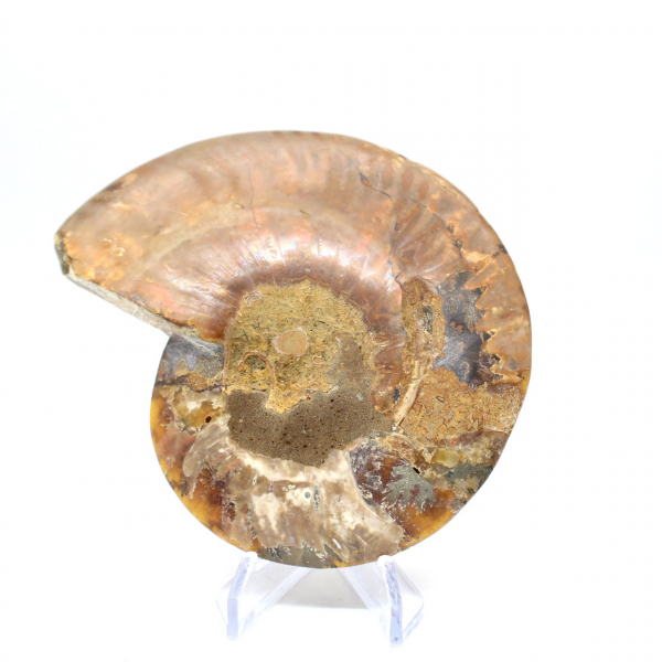 Fossile di ammonite lucidato