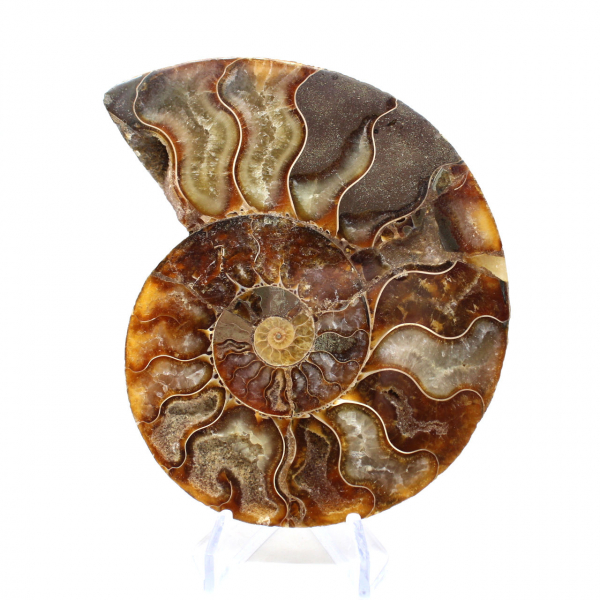 Ammonite fossile del Madagascar