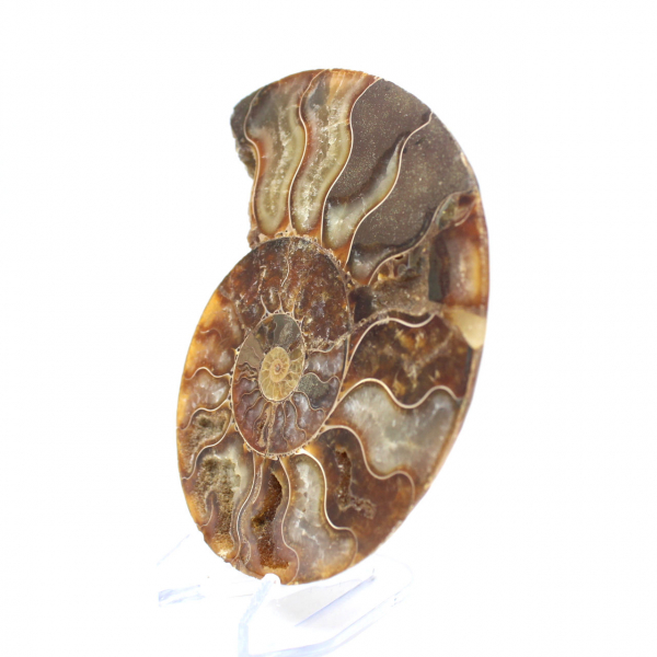 Ammonite fossile del Madagascar