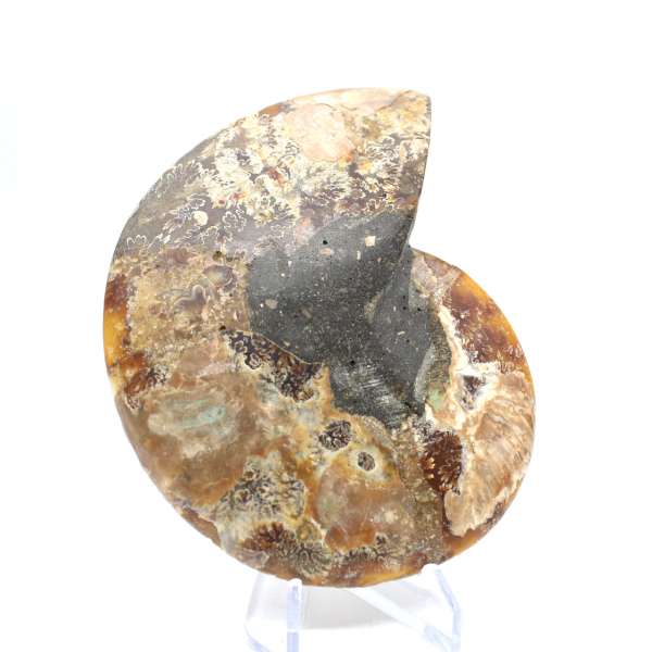 Ammonite fossile del Madagascar