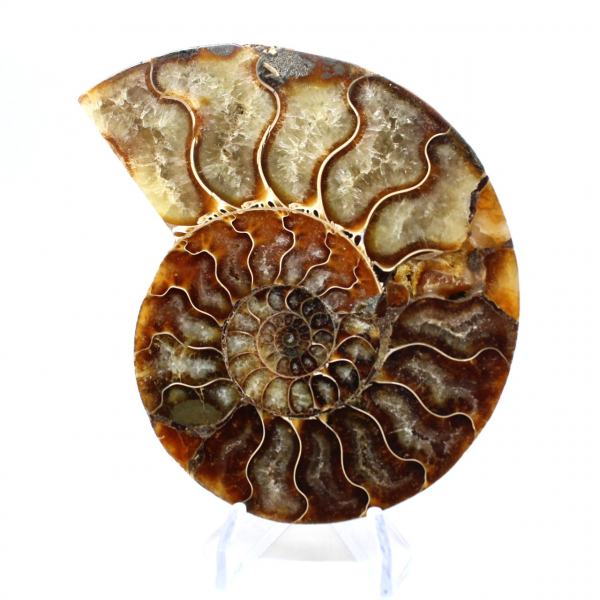 Ammonite fossile lucidata del Madagascar