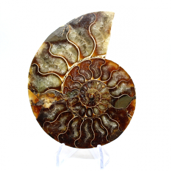 Ammonite un pezzo