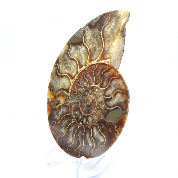 Ammonite un pezzo