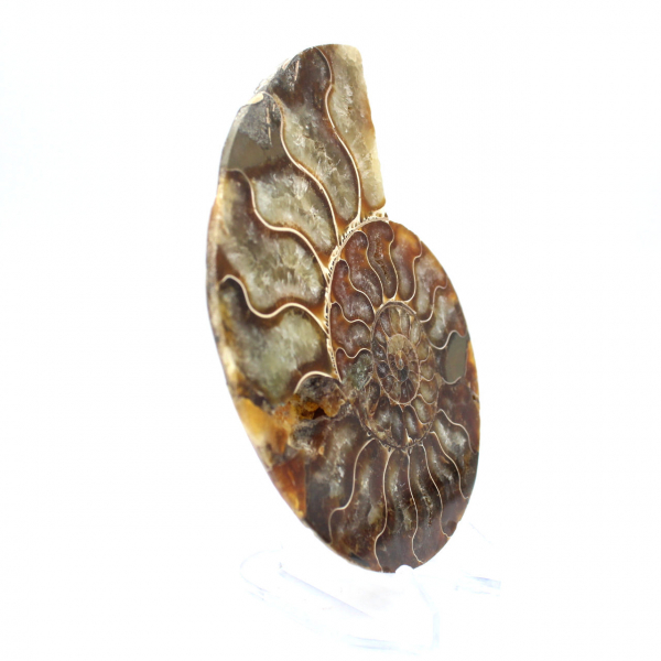 Ammonite un pezzo