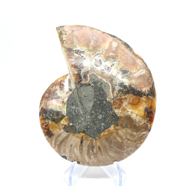 Ammonite un pezzo