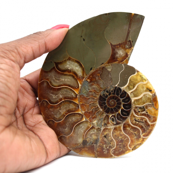 Ammonite segata lucida