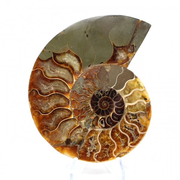 Ammonite segata lucida