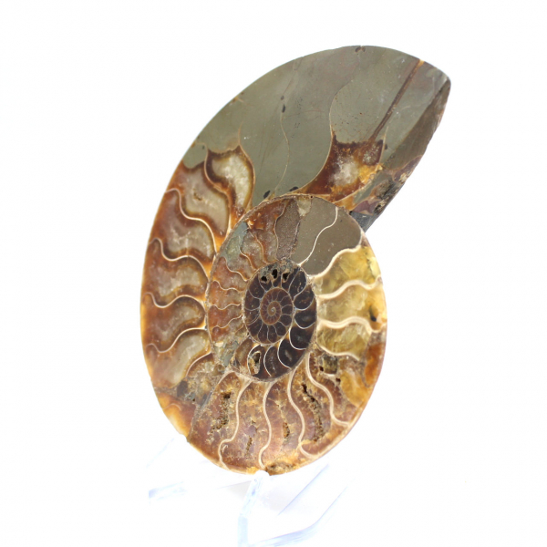 Ammonite segata lucida