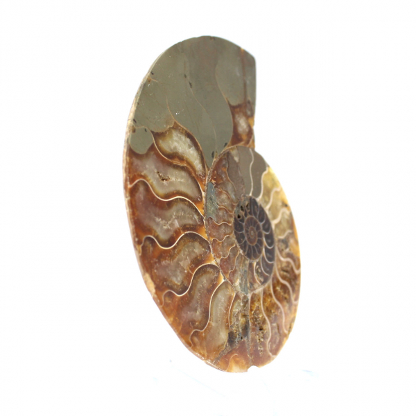 Ammonite segata lucida