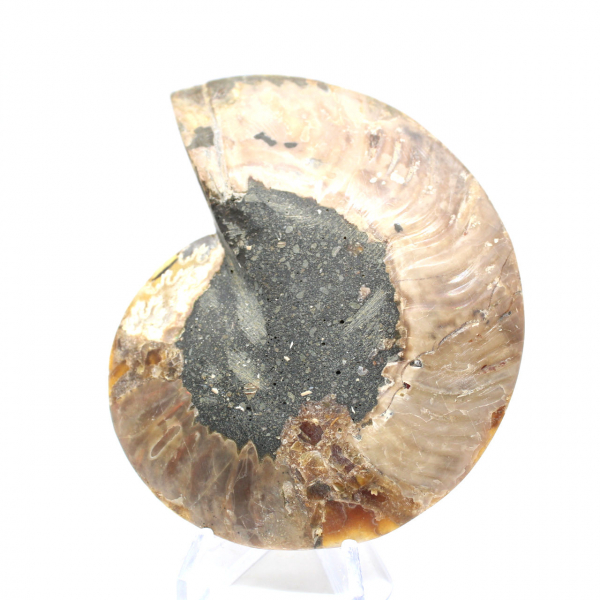 Ammonite segata lucida