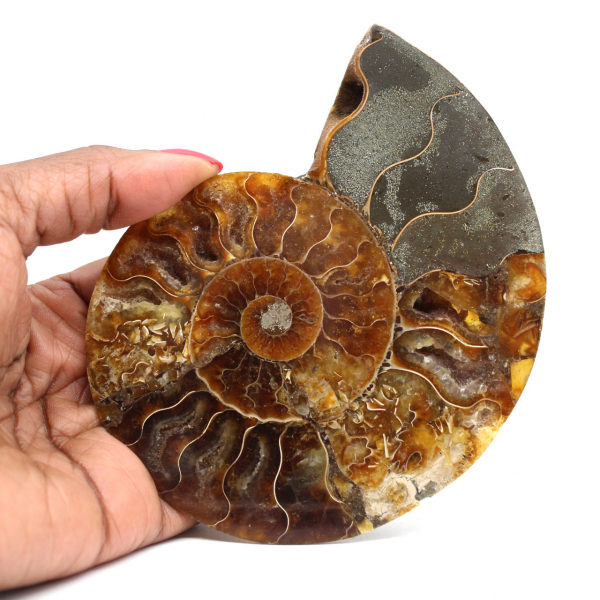 Ammonite fossilizzata lucida